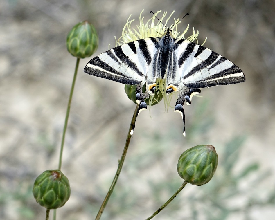 scarce swallowtail